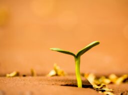SaaS Growth
