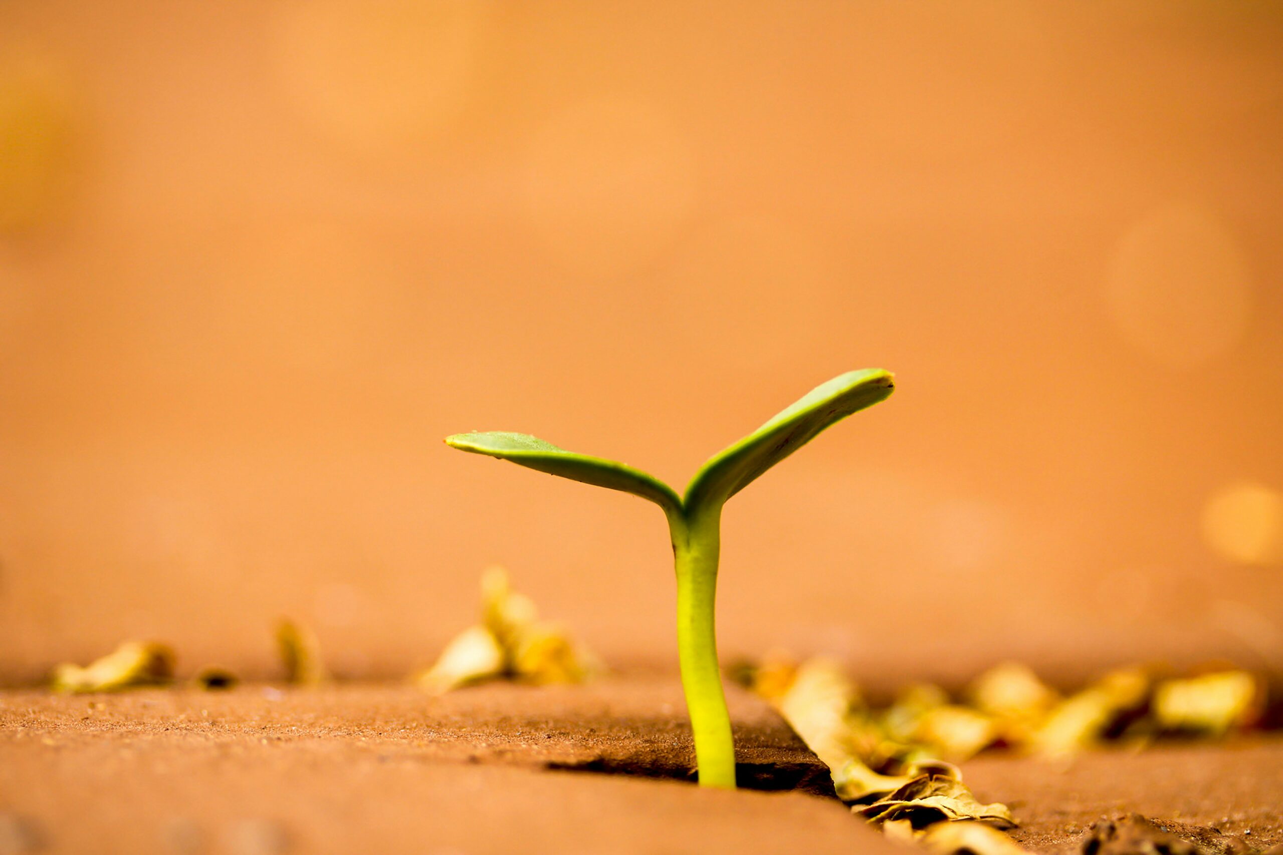 SaaS Growth